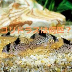 コリドラスは水槽に何匹入れる？水槽サイズごとのコリドラス適正数