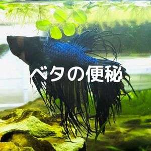 ベタの便秘と腹水病は違う 症状や便秘解消の治療法