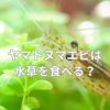 ヤマトヌマエビは水草を食べる？