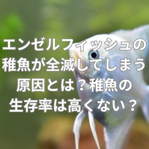 エンゼルフィッシュの稚魚が全滅してしまう原因とは?稚魚の生存率は高くない?