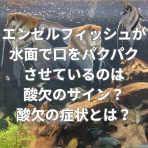 エンゼルフィッシュが水面で口をパクパクさせているのは酸欠のサイン？酸欠の症状とは？
