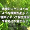 水槽に生えるコケにはどのような種類がある？種類によって発生原因や対処法が変わる？