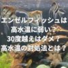 エンゼルフィッシュは高水温に弱い？30度越えはダメ？高水温の対処法とは？