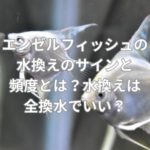 エンゼルフィッシュの水換えのサインと頻度とは？水換えは全換水でいい？
