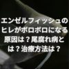 エンゼルフィッシュのヒレがボロボロになる原因とは？尾腐れ病とは？治療方法は？