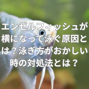 エンゼルフィッシュが横になって泳ぐ原因とは？泳ぎ方がおかしい時の対処法とは？