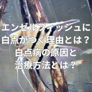 エンゼルフィッシュに白い点がつく理由とは?白点病の原因と治療方法とは?