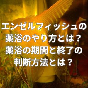 エンゼルフィッシュの薬浴のやり方とは？薬浴の期間と終了の判断方法とは？