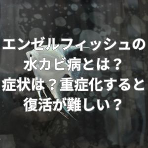 エンゼルフィッシュの水カビ病とは?症状は?重症化すると復活が難しい?