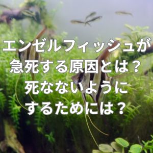 エンゼルフィッシュが急死してしまう原因とは?死なないようにするためには?