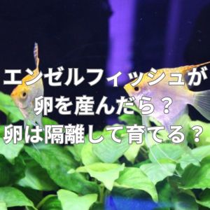 エンゼルフィッシュが卵を産んだらどうする？卵は隔離して育てる？