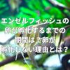 エンゼルフィッシュの卵が孵化するまでの期間は？卵が孵化しない理由とは？