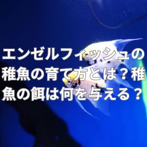 エンゼルフィッシュの稚魚の育て方とは？稚魚の餌は何を与える？