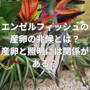 エンゼルフィッシュの産卵の兆候とは？産卵と照明には関係がある？
