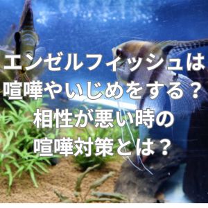 エンゼルフィッシュは喧嘩やいじめをする？相性が悪い時の喧嘩対策とは？