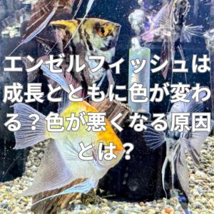 エンゼルフィッシュは成長とともに色が変わる？色が悪くなる原因とは？