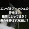 エンゼルフィッシュの寿命は？種類によって違う？寿命を伸ばす方法とは？