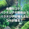 水槽のコケとバクテリアの関係とは？バクテリアが増えるとコケが減る？
