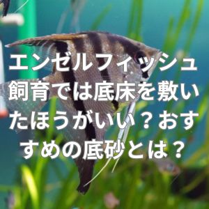 エンゼルフィッシュ飼育では底床を敷いたほうがいい？おすすめの底砂とは？