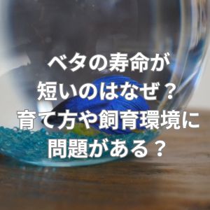 ベタの寿命が短いのはなぜ？育て方や飼育環境に問題がある？