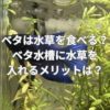 ベタは水草を食べる？ベタ水槽に水草を入れるメリットは？