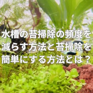 水槽の苔掃除の頻度を減らす方法と苔掃除を簡単にする方法とは?