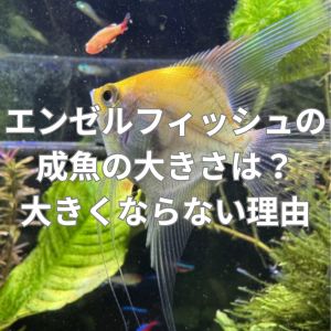 エンゼルフィッシュの成魚の大きさは？大きくならない理由とは？