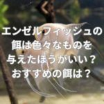 エンゼルフィッシュの餌は色々なものを与えたほうがいい？おすすめの餌は？