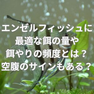エンゼルフィッシュに最適な餌の量や餌やりの頻度とは?空腹のサインもある?
