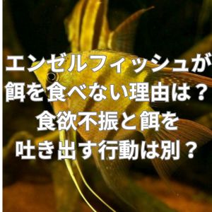 エンゼルフィッシュが餌を食べない理由とは?食欲不振と餌を吐き出す行動は別?