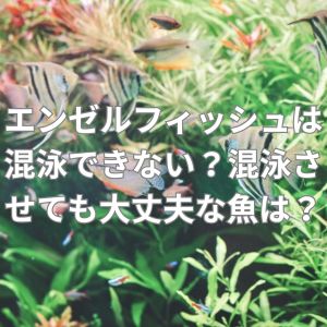 エンゼルフィッシュは混泳できない?混泳させても大丈夫な魚は?