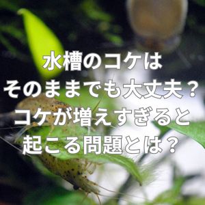 水槽のコケはそのままでも大丈夫?コケが増えすぎると起こる問題とは?