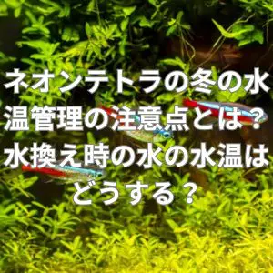 ネオンテトラの冬の水温管理の注意点とは？水換え時の水の水温はどうする？
