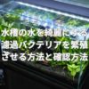 水槽の水を綺麗にする濾過バクテリアを繁殖させる方法と確認方法とは？