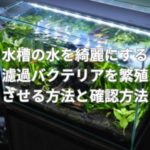 水槽の水を綺麗にする濾過バクテリアを繁殖させる方法と確認方法とは？