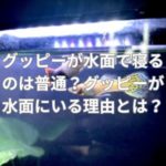 グッピーが水面で寝るのは普通？グッピーが水面にいる理由とは？