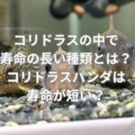 コリドラスの中で寿命の長い種類とは？コリドラスパンダは寿命が短い？
