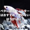 ベタに底面フィルターはおすすめ？使わないほうがいい？
