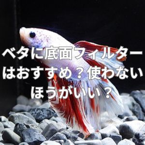 ベタに底面フィルターはおすすめ？使わないほうがいい？