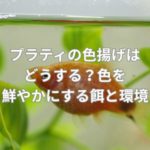 プラティの色揚げはどうする？色を鮮やかにする餌と環境