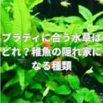 プラティに合う水草はどれ？稚魚の隠れ家になる種類