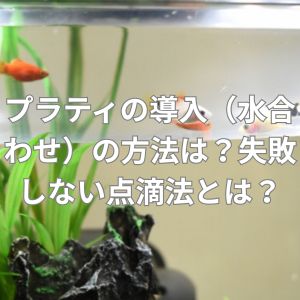 プラティの導入（水合わせ）の方法は？失敗しない点滴法とは？