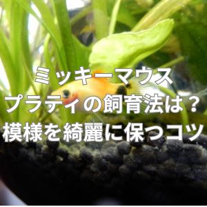 ミッキーマウスプラティの飼育法は?模様を綺麗に保つコツ