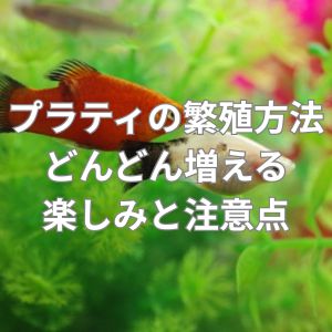 プラティの繁殖方法は？どんどん増える楽しみと注意点