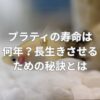 プラティの寿命は何年？長生きさせるための秘訣とは