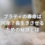 プラティの寿命は何年？長生きさせるための秘訣とは