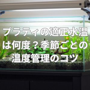 プラティの適正水温は何度?季節ごとの温度管理のコツ