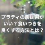 プラティの餌は何がいい？食いつきを良くする方法とは？