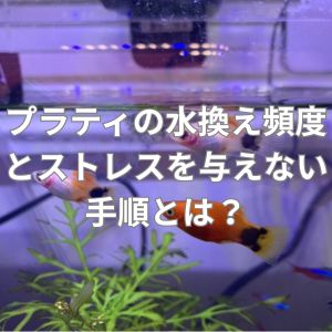 プラティの水換え頻度とストレスを与えない手順とは?