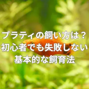 プラティの飼い方は?初心者でも失敗しない基本的な飼育法